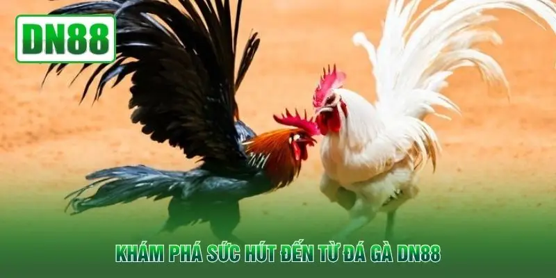 Khám phá sức hút đến từ đá gà QH88